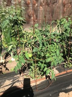 Tomato plant in wire cae