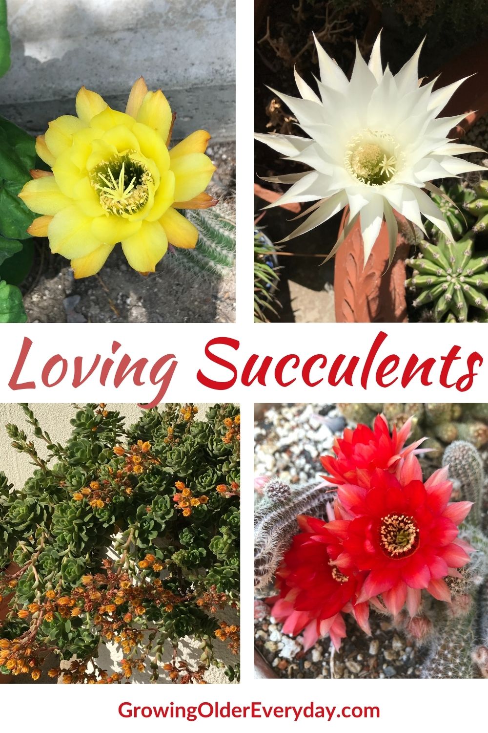 Loving Succulents - Growing Older Everyday