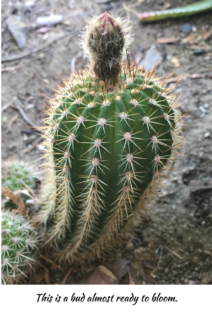 Cactus with bloom