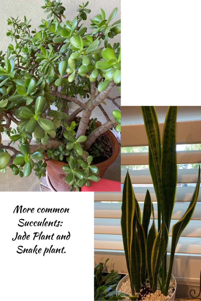 Jade and Snake plants