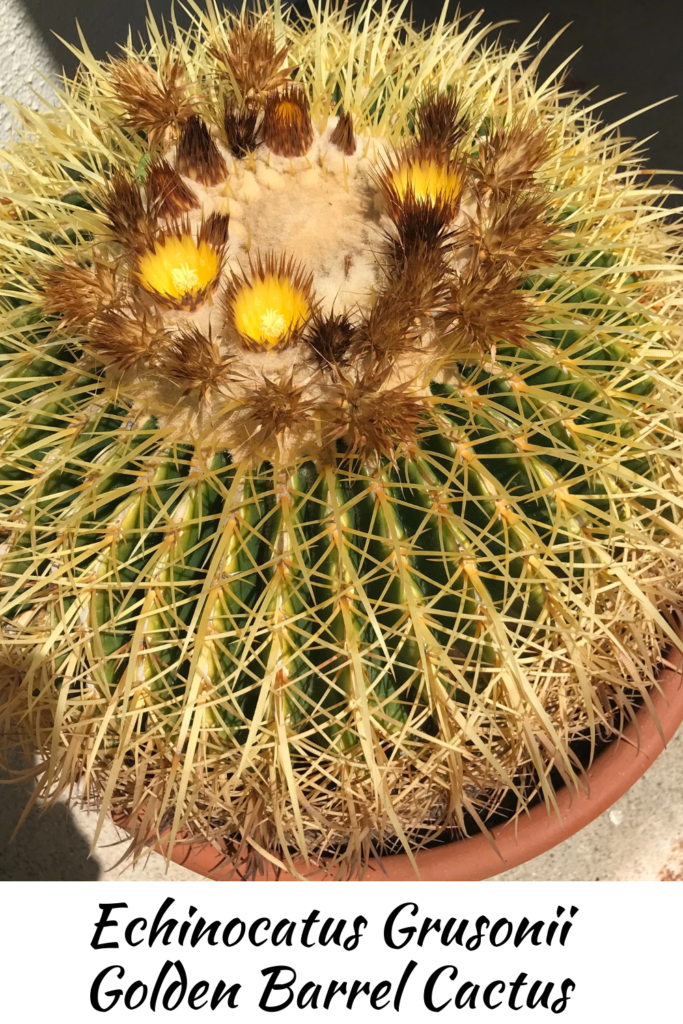 Golden Barrel Cactus