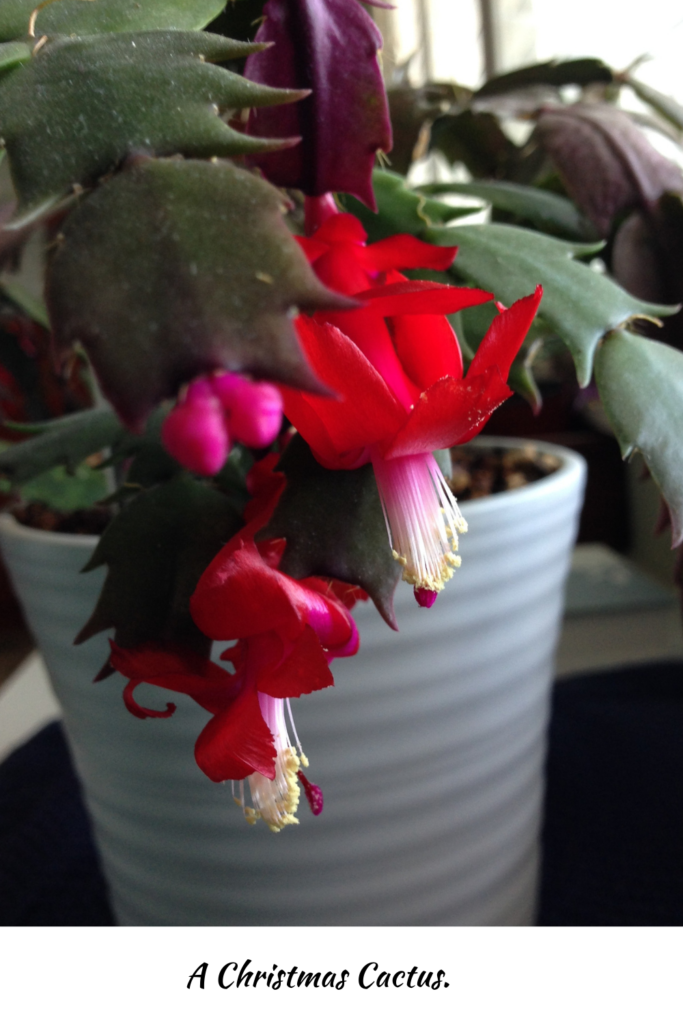 Christmas Cactus