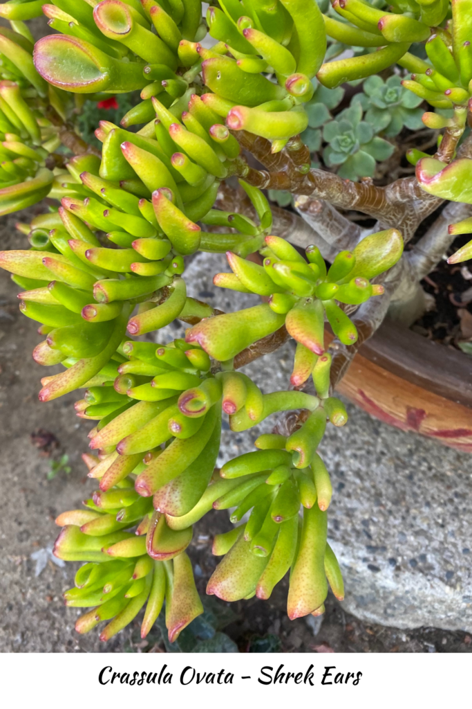 Shrek Ears loving succulents