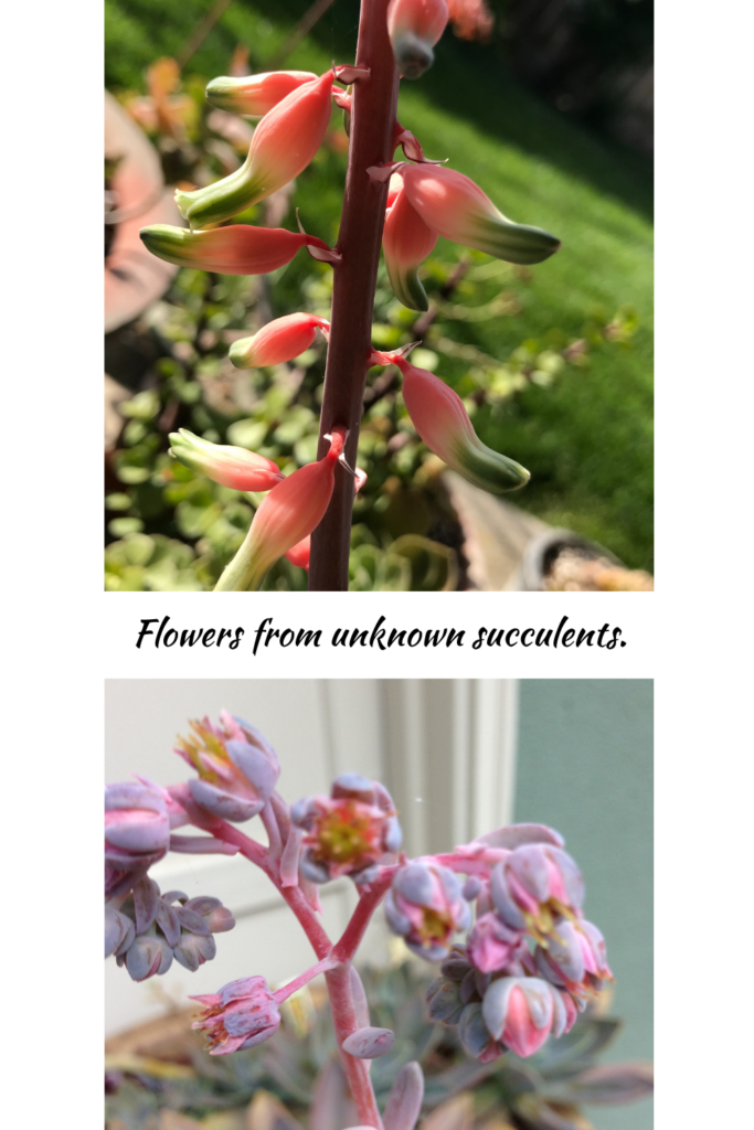 loving succulents blossoms